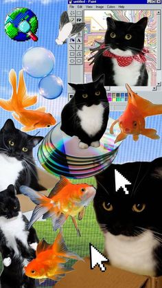 a collage of cats, fish and bubbles on a computer screen with an image of a cat in the background