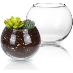 two clear vases with plants in them