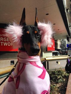 a dog dressed up in pink and white clothing with fur on it's ears