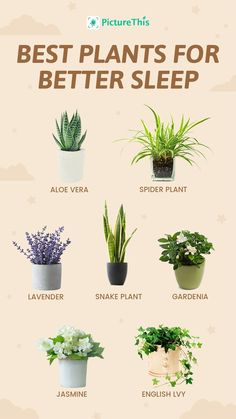 a poster with different types of plants in pots and the words direct sun on it