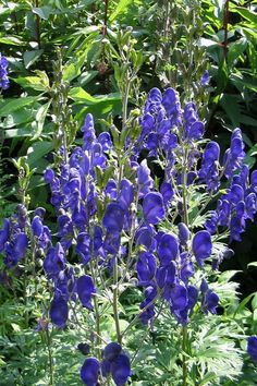 blue flowers are growing in the garden