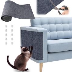 a cat sitting in front of a blue couch