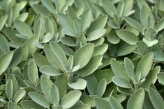 close up view of green leaves and stems