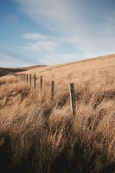 a fence in the middle of a field with tall grass on it and blue sky above