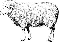 a black and white drawing of a sheep