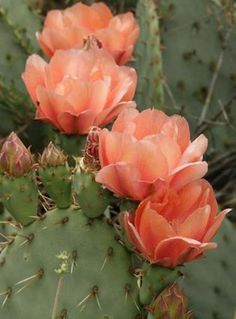 three orange flowers on top of a green cactus