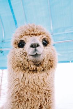 a close up of a llama looking at the camera with a blue umbrella in the background