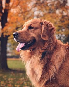 a large brown dog standing in front of trees with leaves on it's ground