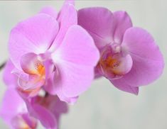 two pink orchids in a vase on a table