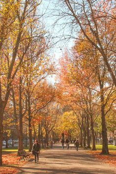 people walking down a tree lined path in the fall