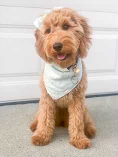 a small brown dog with a bandana around it's neck sitting in front of a garage door