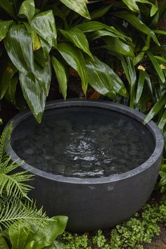 a large black bowl sitting next to some plants and water in the middle of it