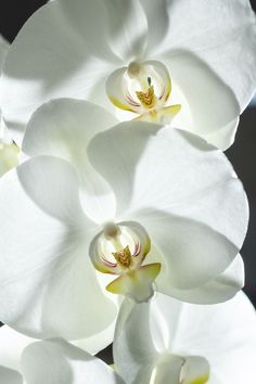 some white flowers are blooming in the sun