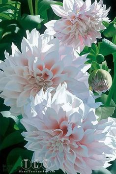 three pink and white flowers with green leaves