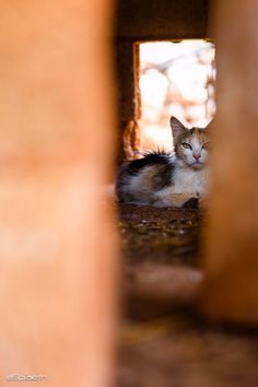 a cat laying on the ground looking out from behind an opening in a brick wall