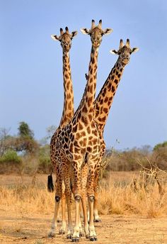 three giraffes standing in the middle of a field