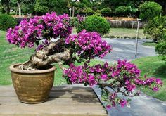 a bonsai tree with purple flowers in a pot