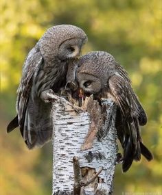 two owls are perched on top of a tree trunk, with their heads touching each other