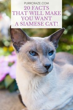 a siamese cat with the caption, 20 fact's that will make you want a siamese cat