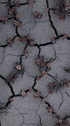 the ground is cracked and has flowers growing out of it's cracky surface