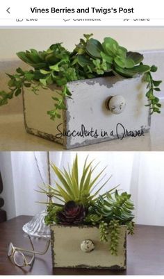 two pictures of plants in a box with the words, vines and twigs's post