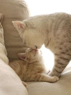 two cats are playing with each other on the couch