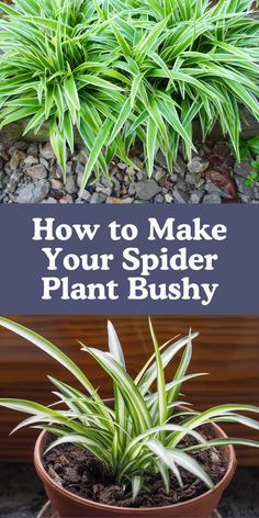 spider plant in a pot with text overlay how to make your spider plant bushy