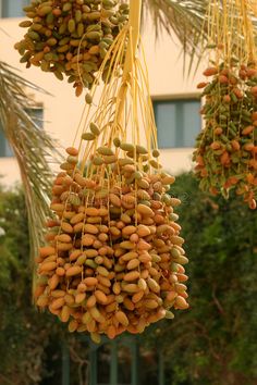 bunches of fruit hanging from a palm tree in front of a building stock photos