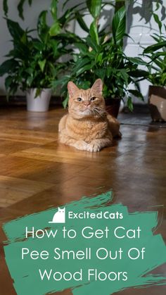 an orange tabby cat sitting on the floor next to potted plants with text overlay reading how to get cat pee smell out of wood floors