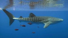 a whale shark swims in the ocean with several fish around it's neck