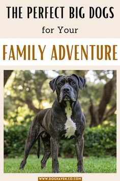 a dog standing in the grass with its tongue out and text that reads, the perfect big dogs for your family adventure