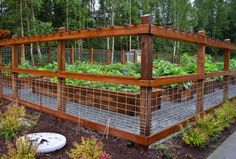 an outdoor vegetable garden with lots of plants growing in the ground and fencing around it