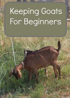 two goats standing next to each other in a field with the words keeping goats for beginners