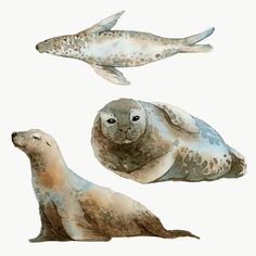 two sea lions and one seal are depicted in this watercolor painting by artist mark taylor