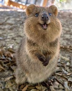 Quokka: Happiest Australian Animal that Smiles to take a Quokka Selfie with You! Quokka Animal, Cute Animal Photos, Cute Animal Pictures, Happy Animals, Cute Creatures, Sweet Animals, Funny Animal Pictures, An Animal