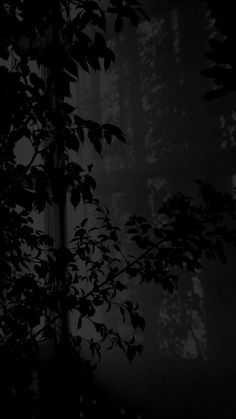 black and white photograph of leaves in front of a window with light coming through it