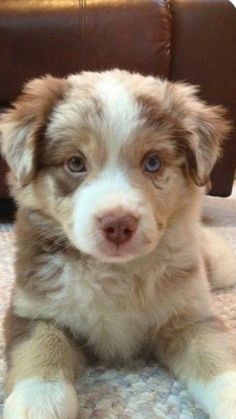 a brown and white puppy sitting on the floor