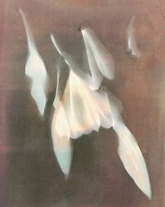 an abstract photograph of white flowers on a brown background