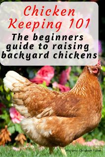 a chicken standing in the grass with flowers behind it and text that reads chickens keeping 101 the beginers guide to raising backyard chickens