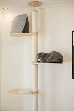 a grey cat laying on top of a scratching post in a room with white walls