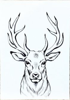 a black and white drawing of a deer with antlers on it's head