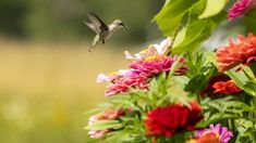 a hummingbird flying over a bunch of flowers