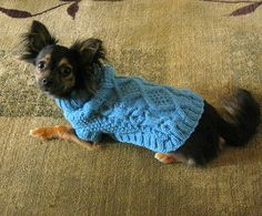 a small dog wearing a blue sweater sitting on the floor in front of a rug