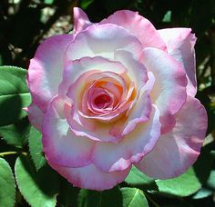 a pink and white rose with green leaves