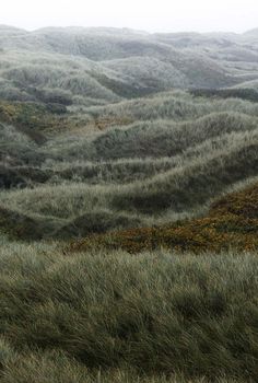 the grass is blowing in the wind and it looks like they're going to fall