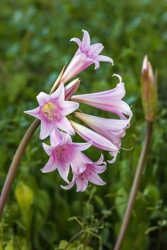 some pink flowers are growing in the grass