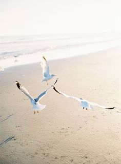 two seagulls are flying over the sand at the beach