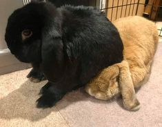 a black rabbit laying next to an orange cat on the floor in front of a cage