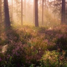 the sun shines through the foggy trees and flowers in the woods on a sunny day