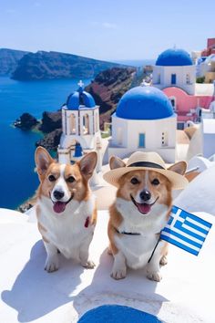 two corgi dogs wearing hats on top of a building overlooking the water and blue domes